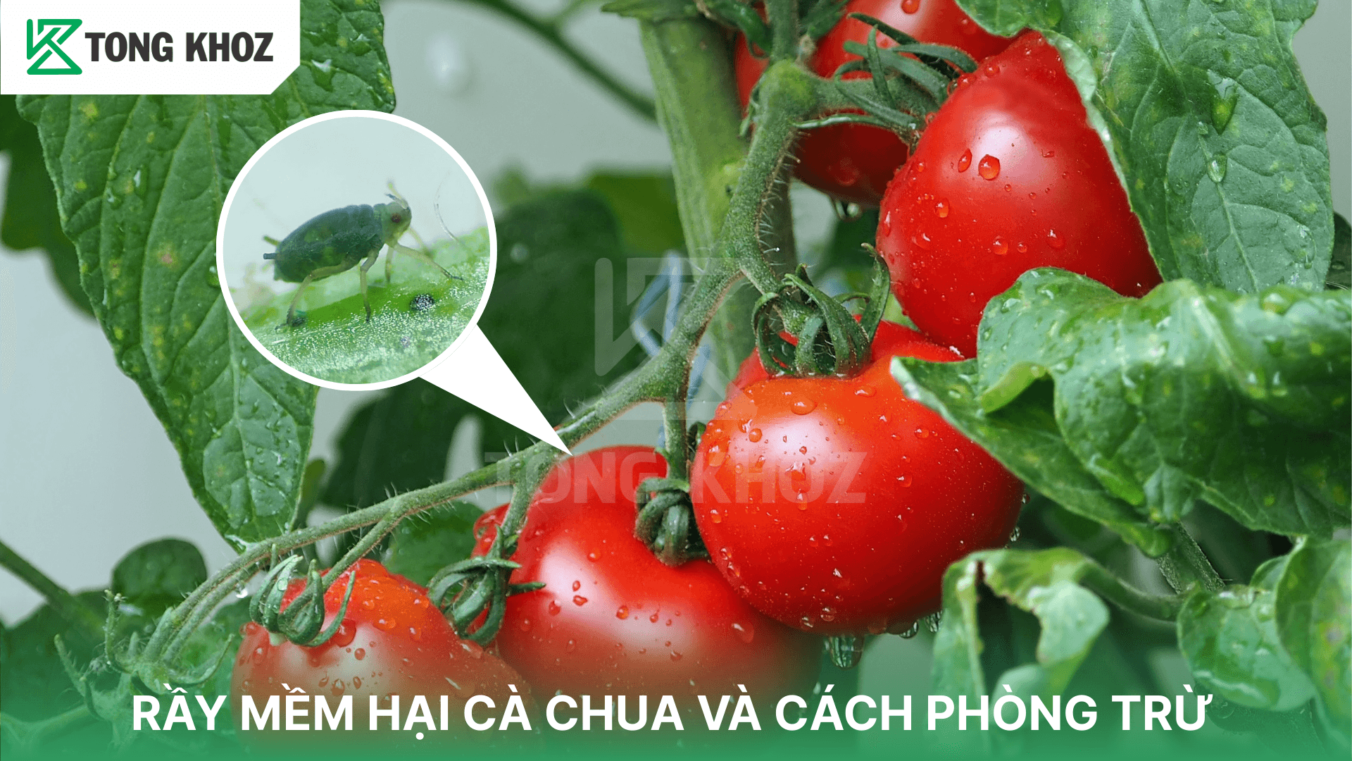 RẦY MỀM HẠI CÀ CHUA VÀ CÁCH PHÒNG TRỪ