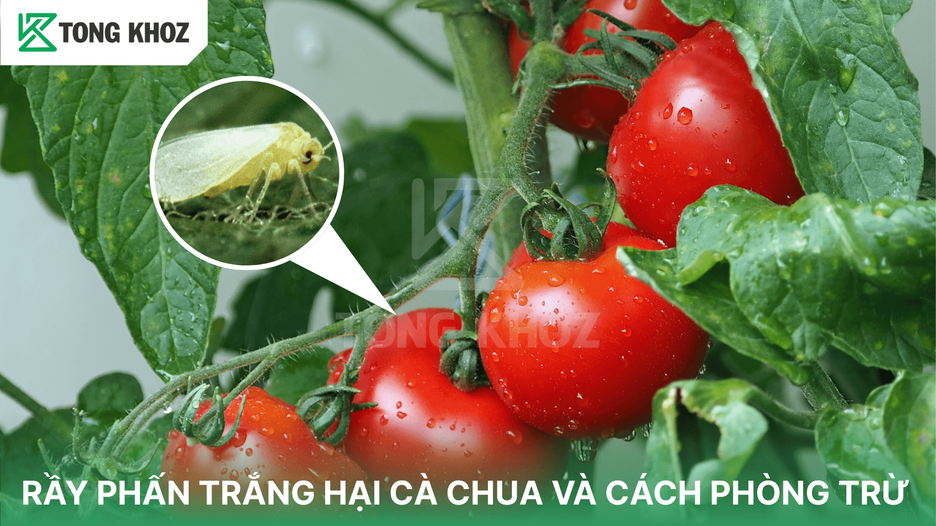 RẦY PHẤN TRẮNG HẠI CÀ CHUA VÀ CÁCH PHÒNG TRỪ