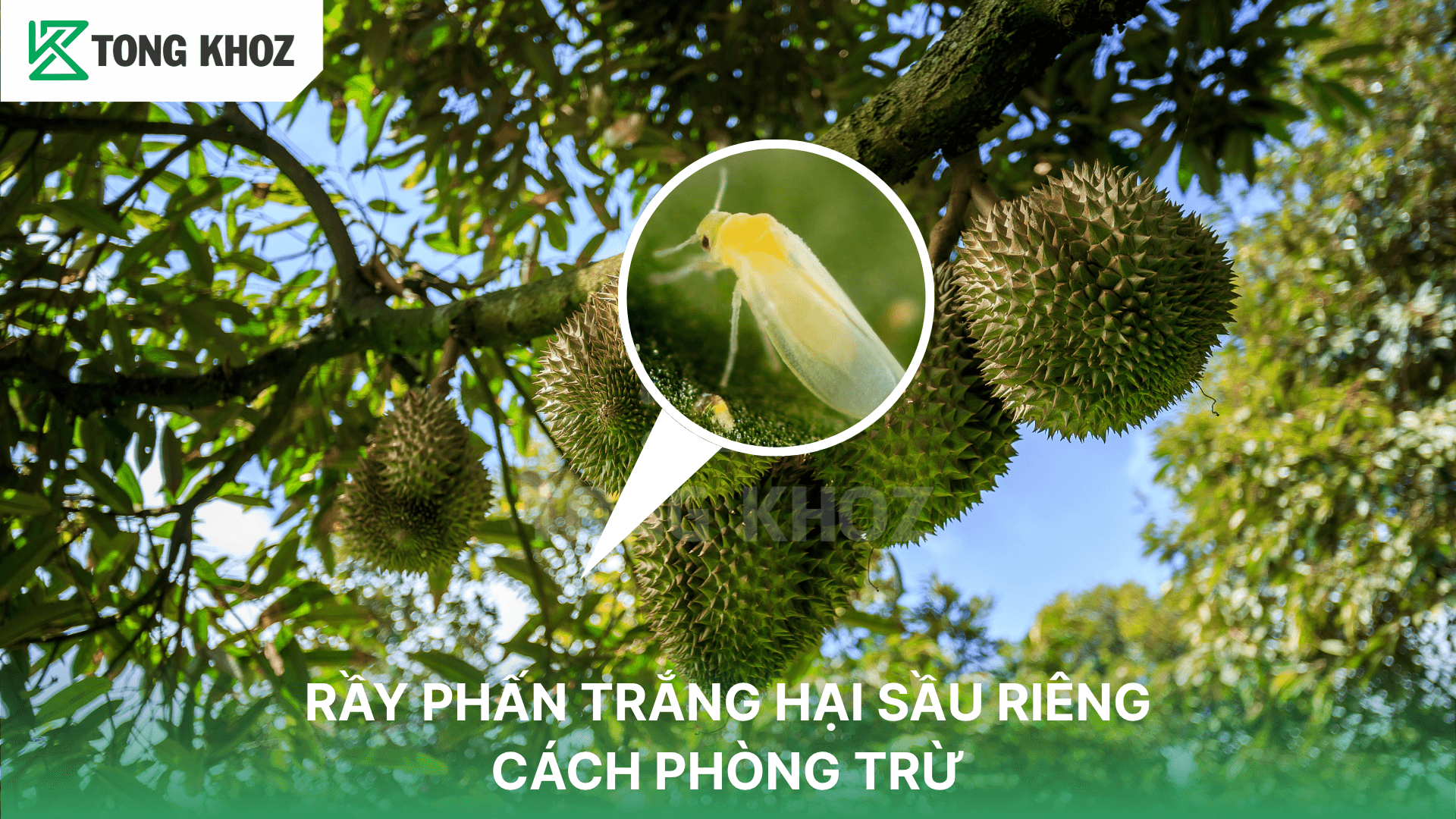 RẦY PHẤN TRẮNG HẠI SẦU RIÊNG VÀ CÁCH PHÒNG TRỪ