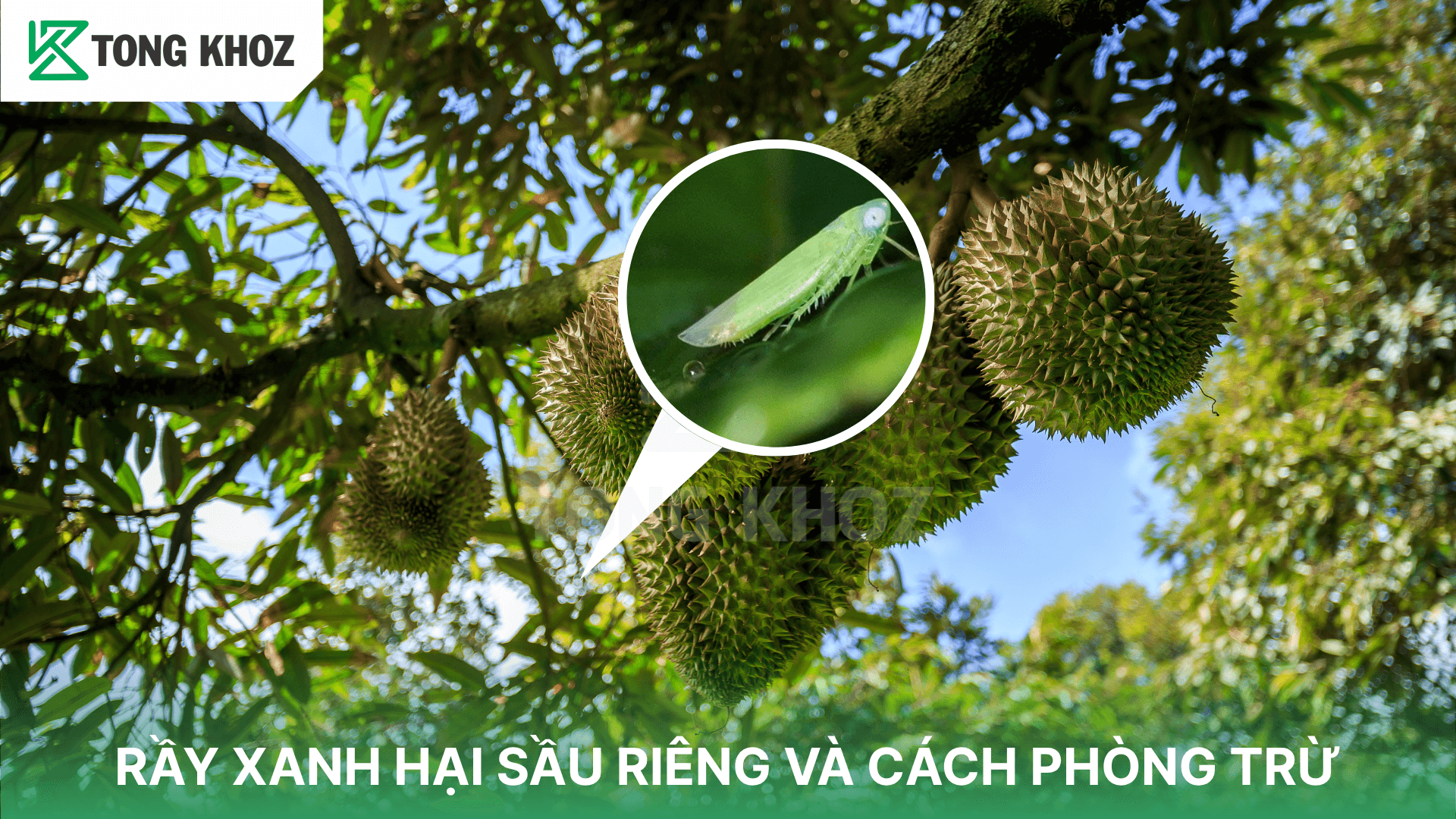 RẦY XANH HẠI SẦU RIÊNG VÀ CÁCH PHÒNG TRỪ