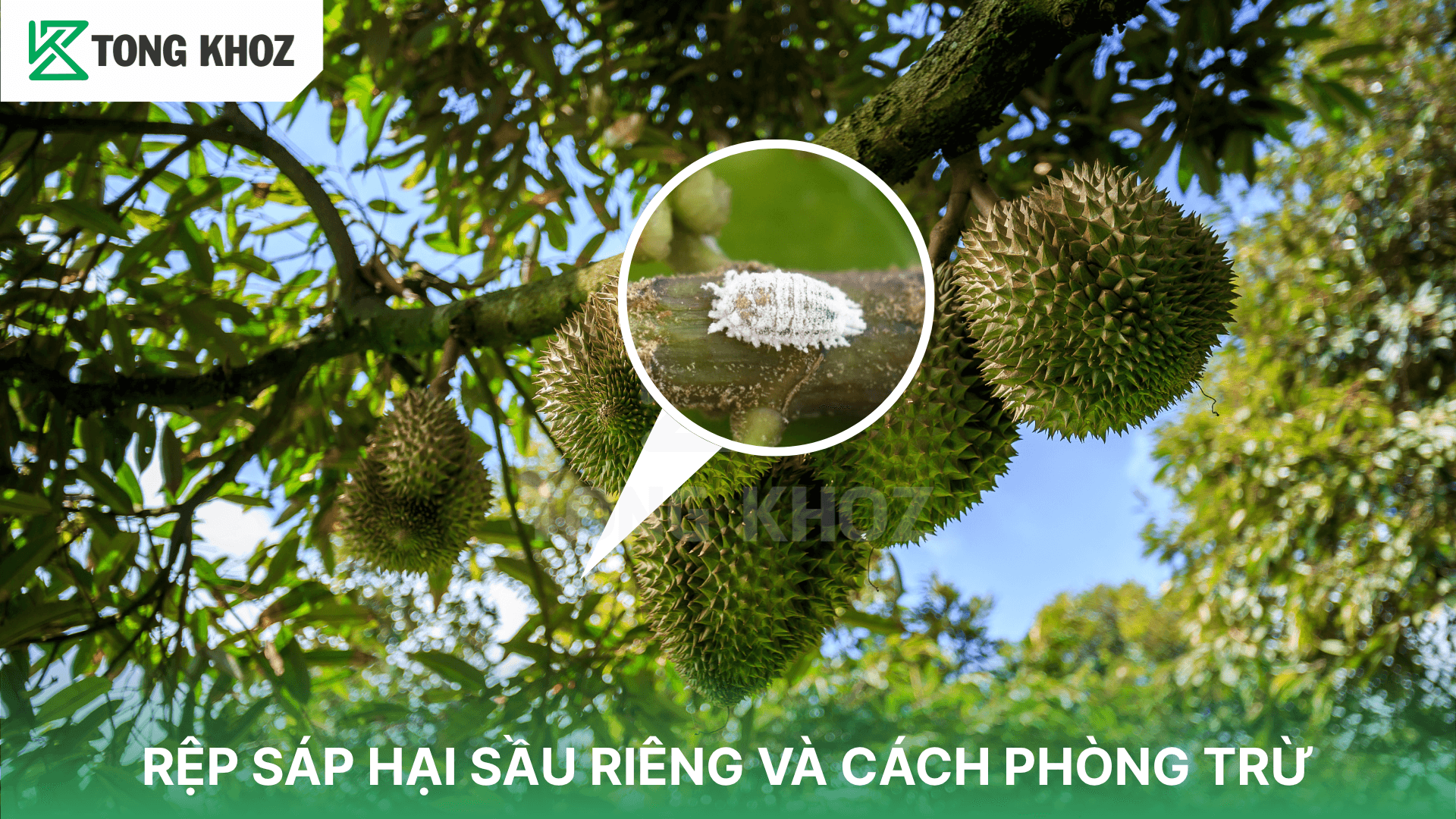 RỆP SÁP HẠI SẦU RIÊNG VÀ CÁCH PHÒNG TRỪ