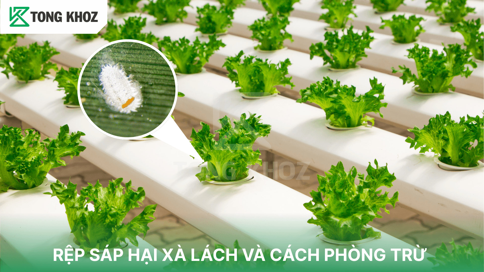 RỆP SÁP HẠI XÀ LÁCH VÀ CÁCH PHÒNG TRỪ