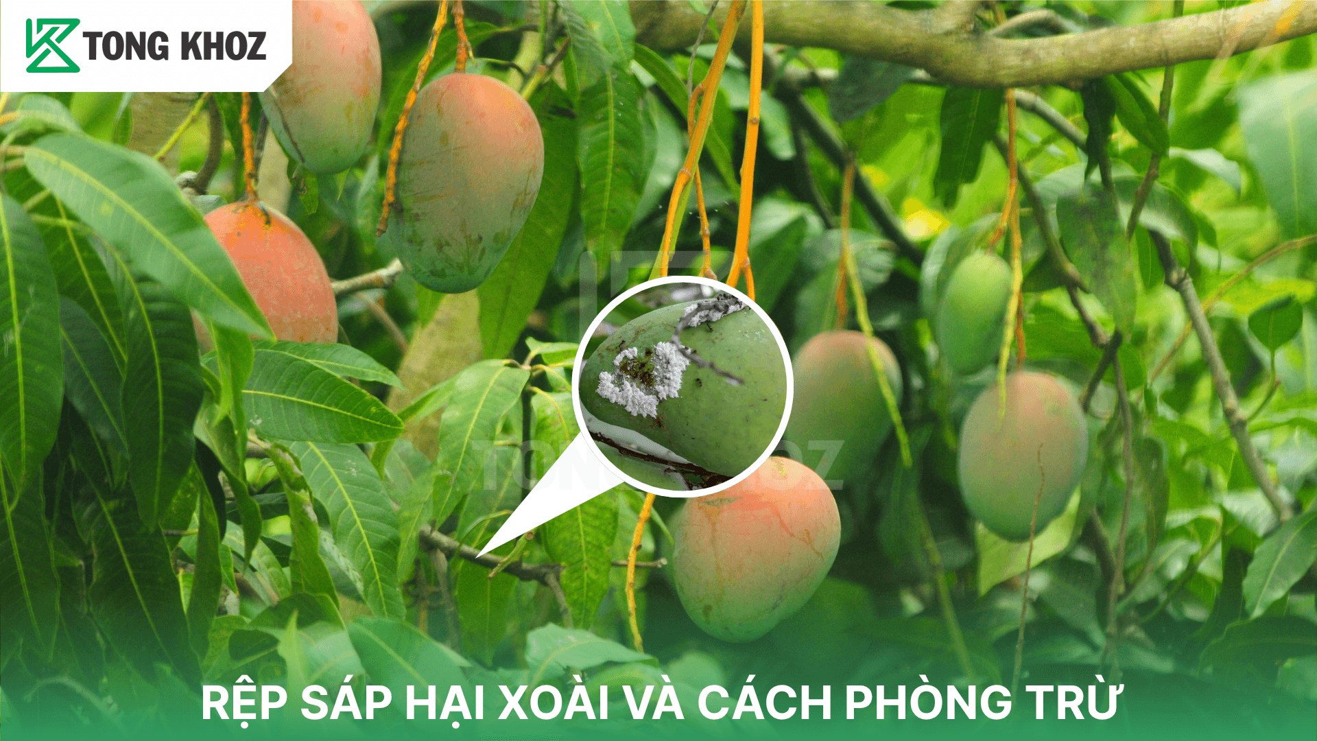 RỆP SÁP HẠI XOÀI VÀ CÁCH PHÒNG TRỪ
