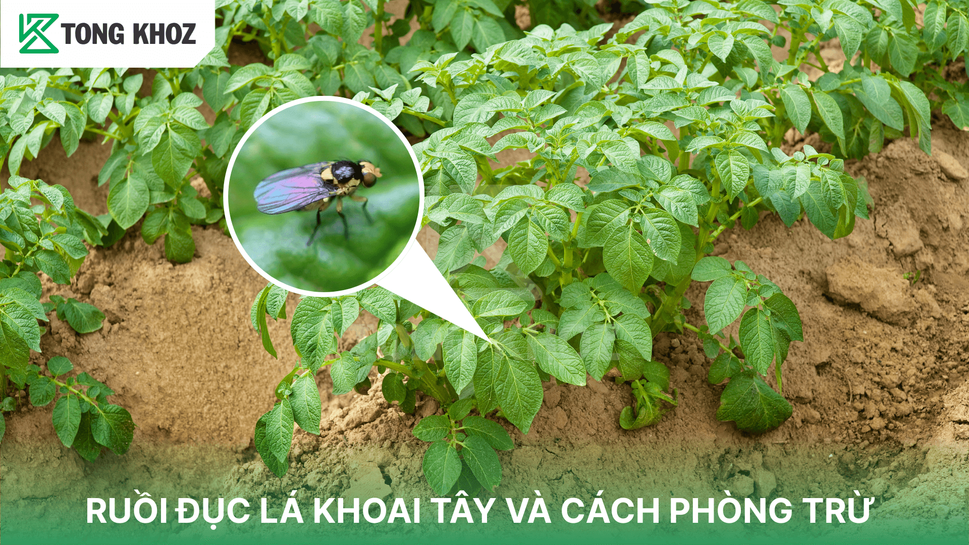 RUỒI ĐỤC LÁ KHOAI TÂY VÀ CÁCH PHÒNG TRỪ