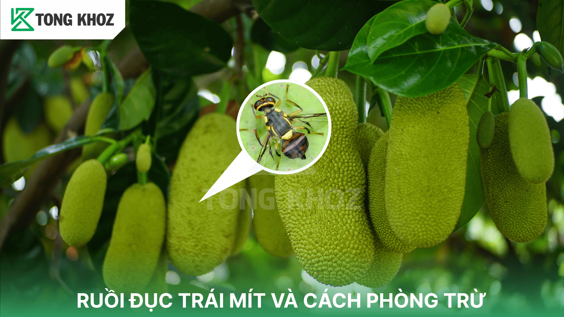 RUỒI ĐỤC TRÁI MÍT VÀ CÁCH PHÒNG TRỪ