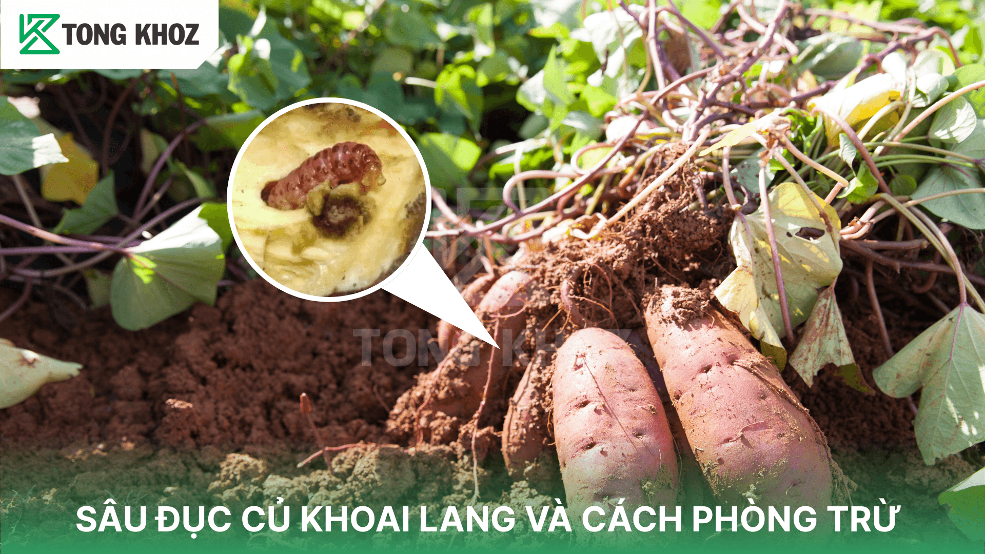 SÂU ĐỤC CỦ KHOAI LANG VÀ CÁCH PHÒNG TRỪ