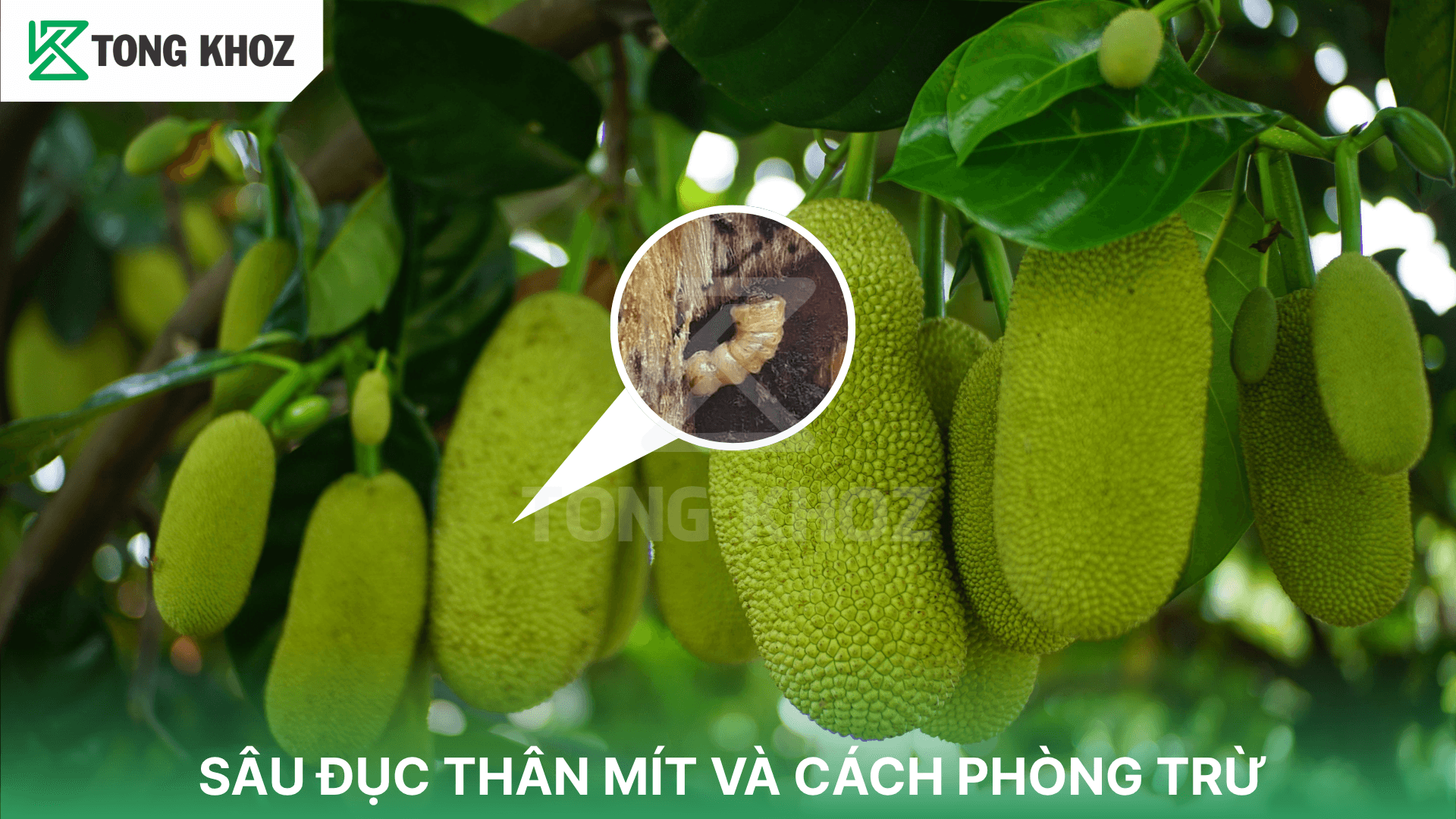 SÂU ĐỤC THÂN MÍT VÀ CÁCH PHÒNG TRỪ