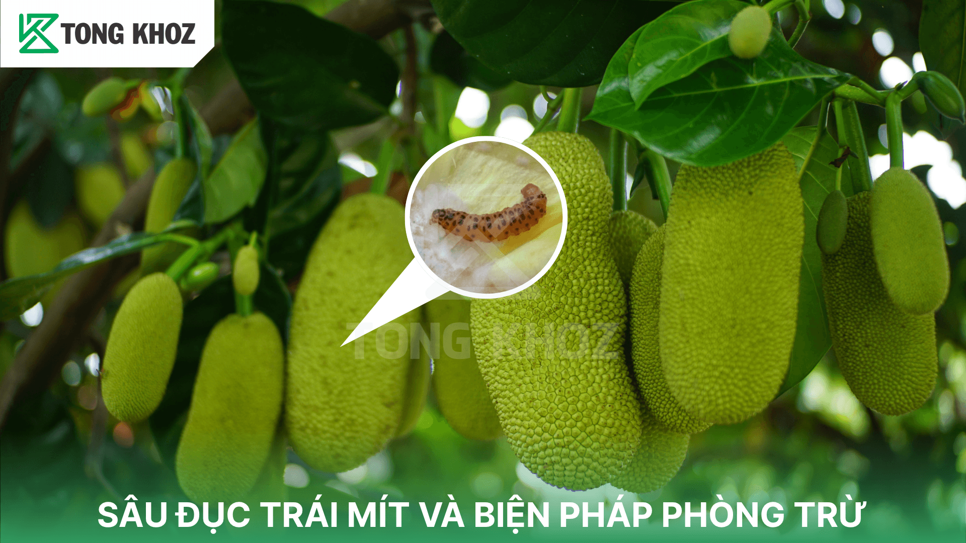 SÂU ĐỤC TRÁI MÍT VÀ BIỆN PHÁP PHÒNG TRỪ