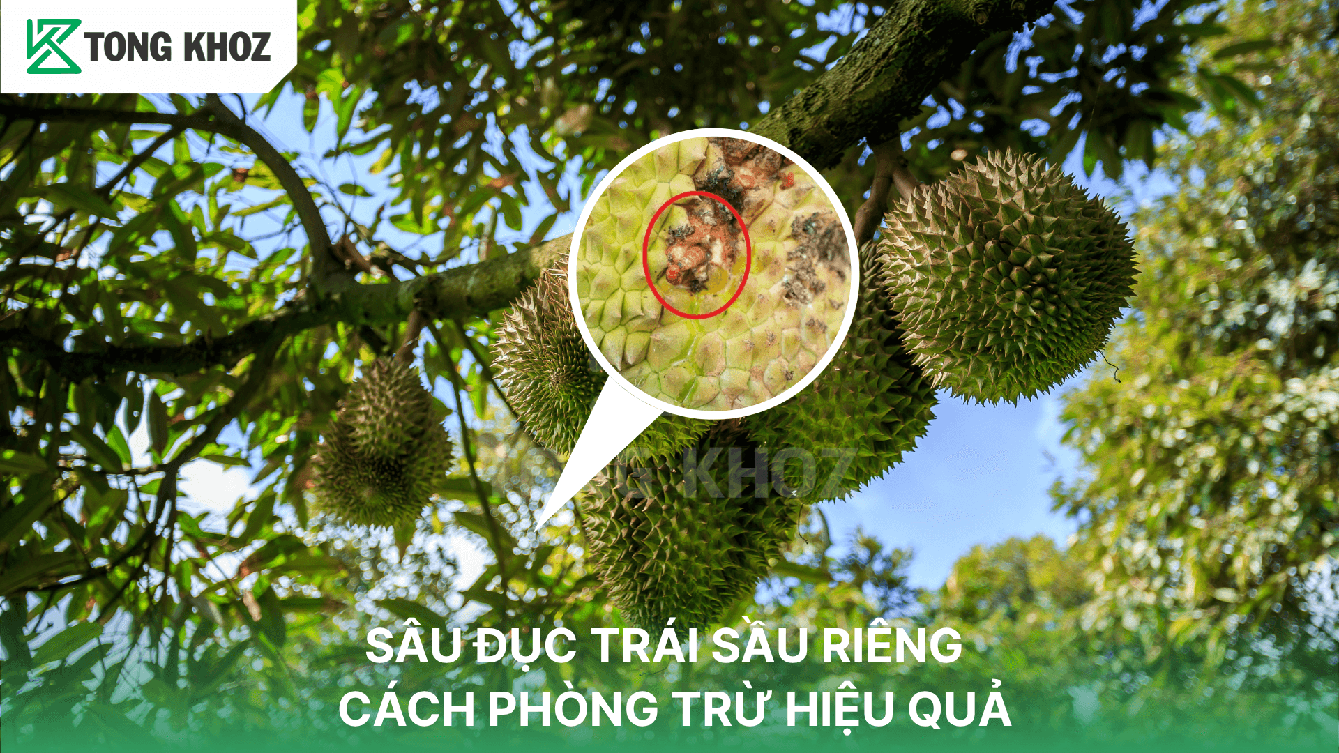 SÂU ĐỤC TRÁI SẦU RIÊNG VÀ CÁCH PHÒNG TRỪ HIỆU QUẢ