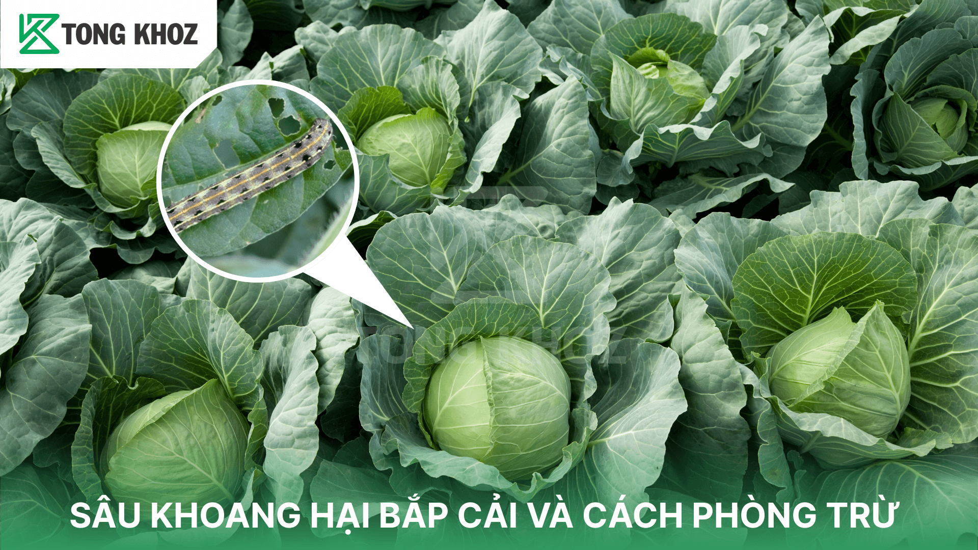 SÂU KHOANG HẠI BẮP CẢI VÀ CÁCH PHÒNG TRỪ