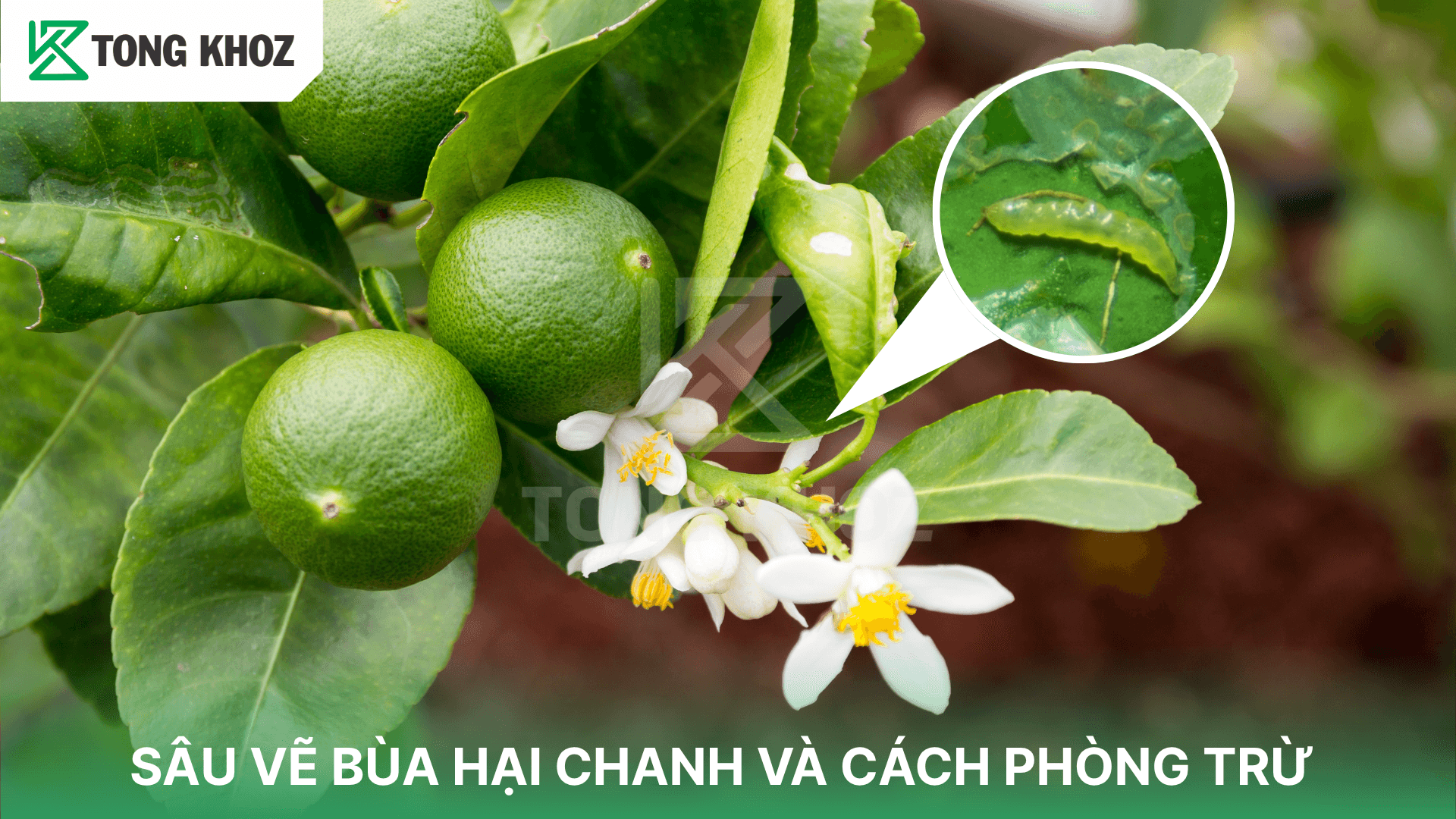 SÂU VẼ BÙA HẠI CHANH VÀ CÁCH PHÒNG TRỪ