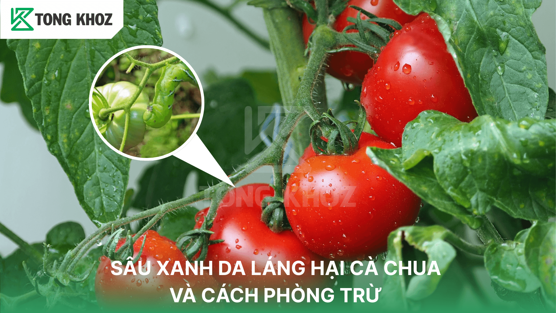 SÂU XANH DA LÁNG HẠI CÀ CHUA VÀ CÁCH PHÒNG TRỪ