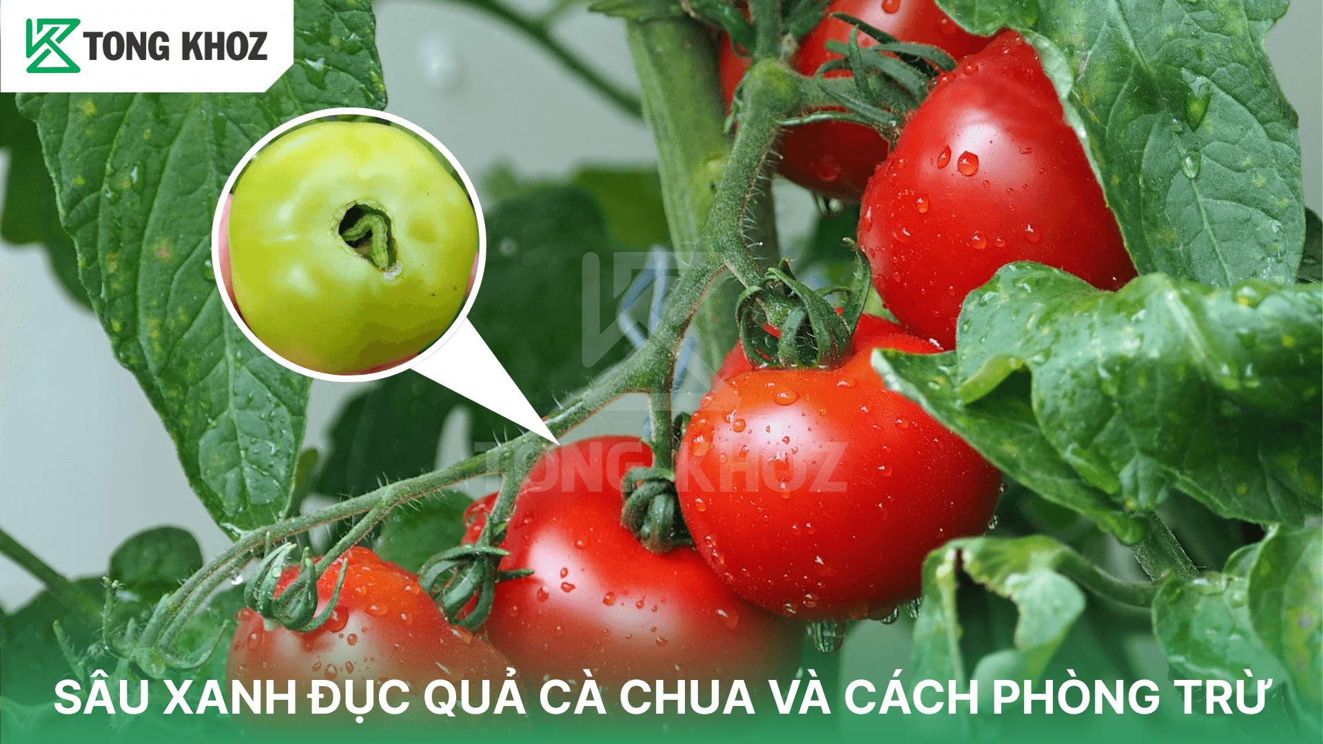 SÂU XANH ĐỤC QUẢ CÀ CHUA VÀ CÁCH PHÒNG TRỪ