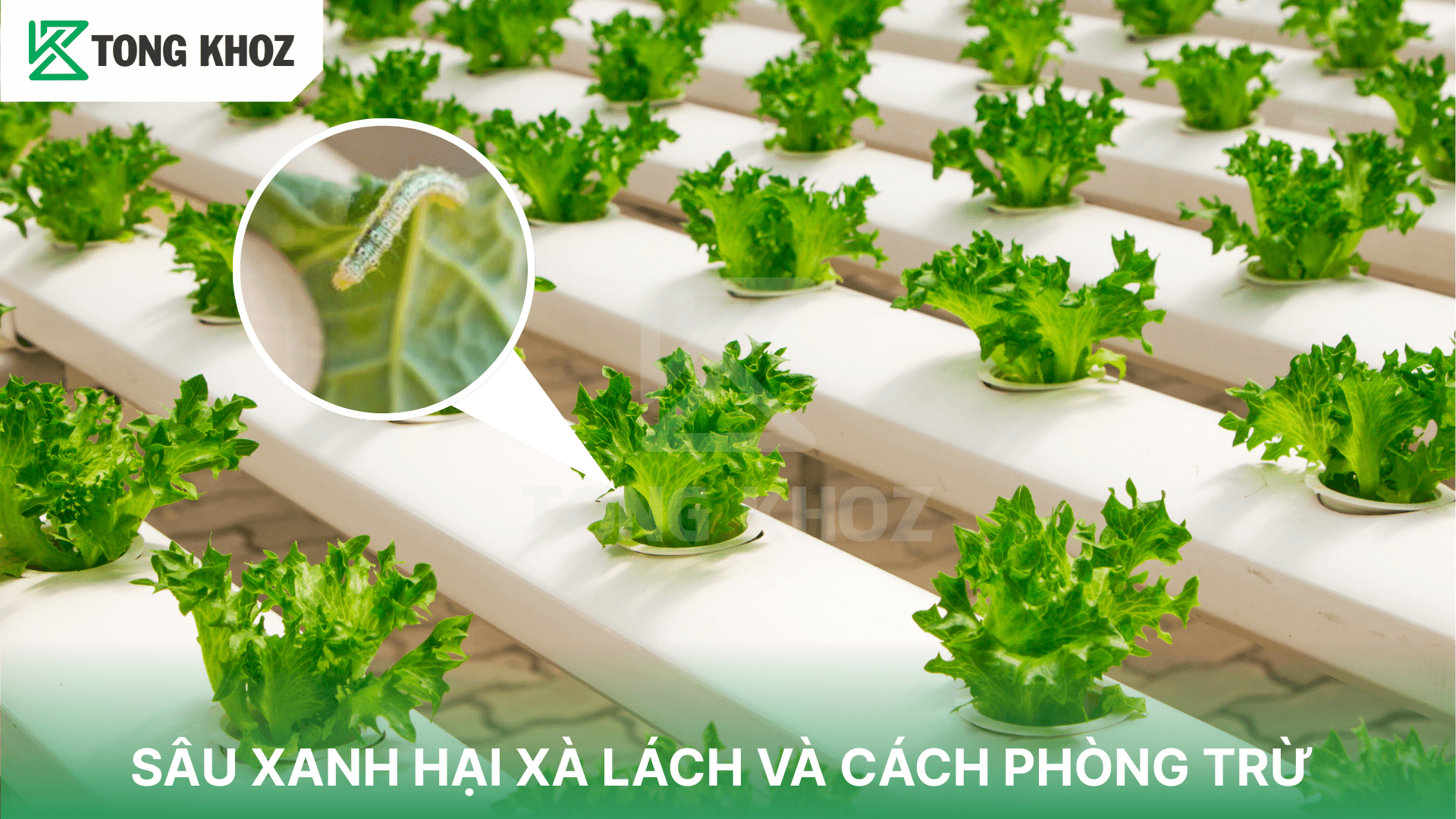 SÂU XANH HẠI XÀ LÁCH VÀ CÁCH PHÒNG TRỪ