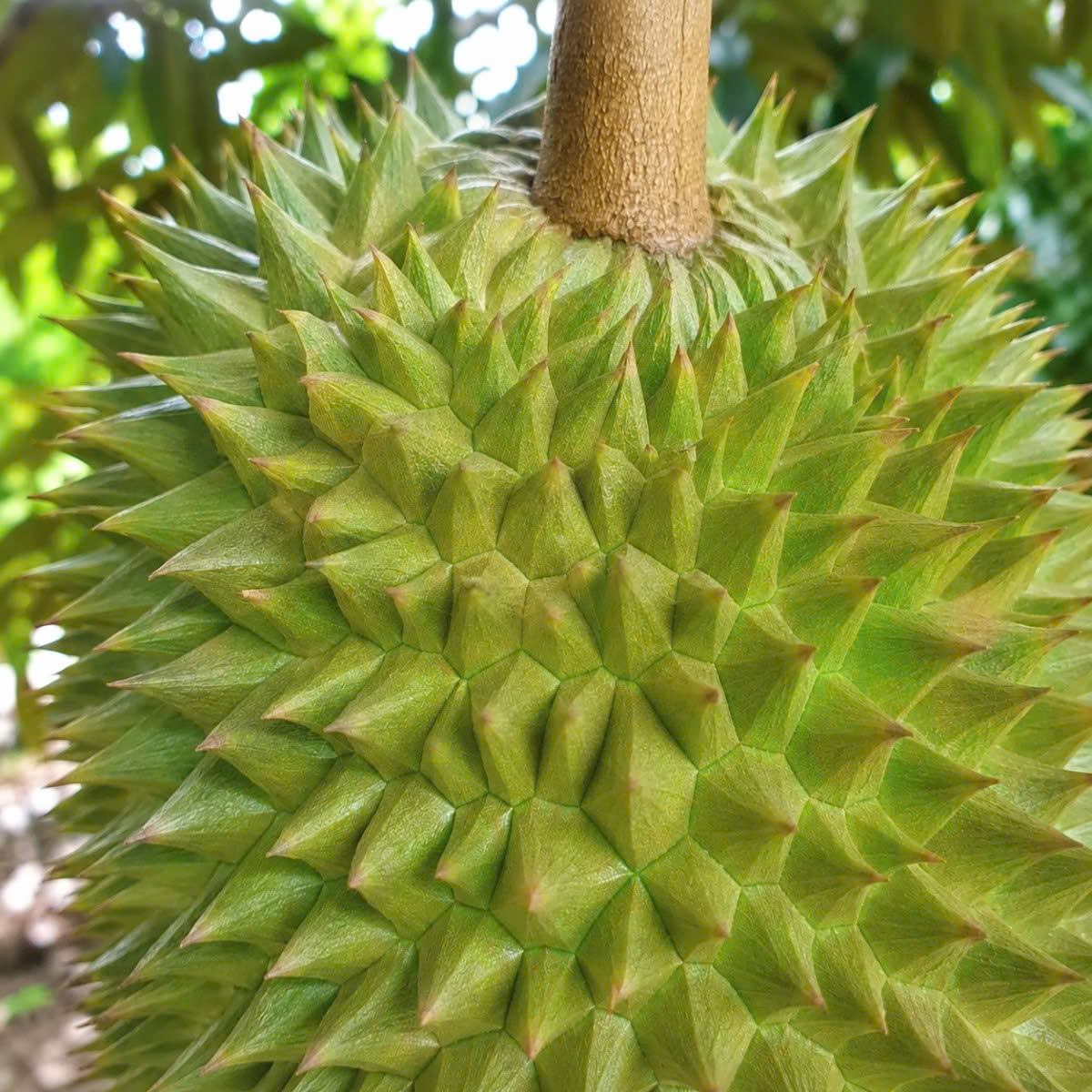 Vườn sau khi dùng combo